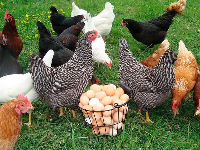 Содержание кур и уход за ними | ЗооТом - продажа, вязка и услуги для животных в Новом Городке
