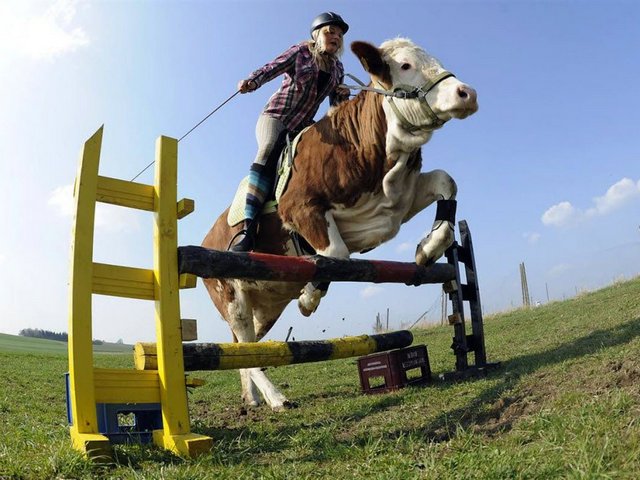 Статьи о коровах в Новом Городке | ЗооТом портал о животных