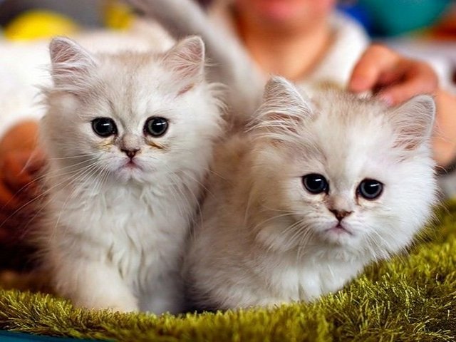 Породы кошек в Новом Городке | ЗооТом портал о животных