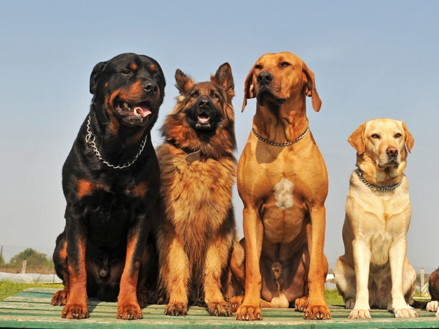 Крупные породы собак в Новом Городке | ЗооТом портал о животных