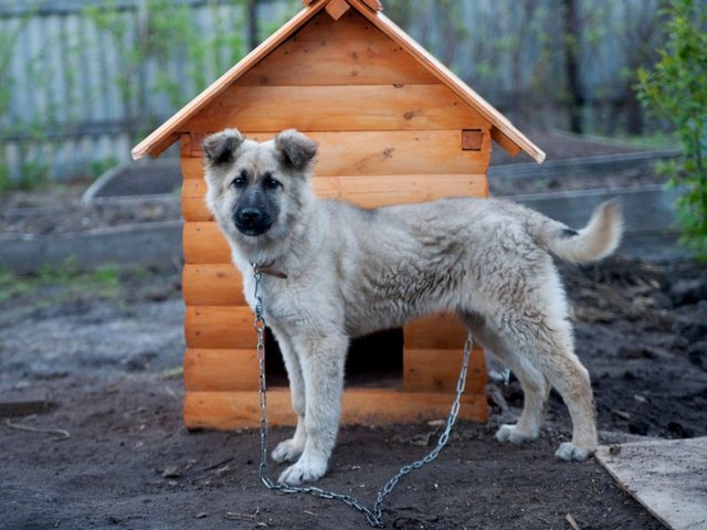 Все о собаках в Новом Городке